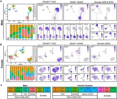 Ligand–Receptor Interactions Elucidate Sex-Specific Pathways in the Trajectory From Primordial Germ Cells to Gonia During Human Development